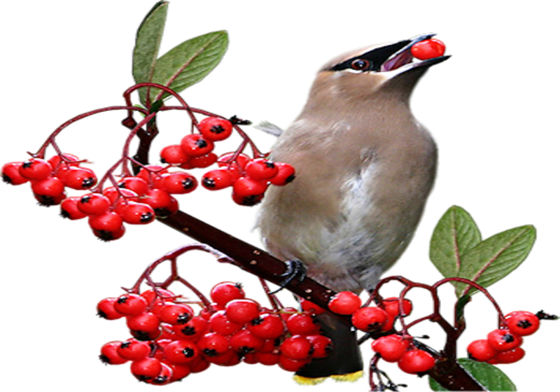 Ptaszek Kyubey poleca rodzinne przepisy kuchni fusion